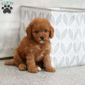 Ace, Cavapoo Puppy